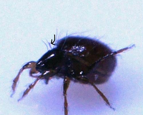 Réf. 309 708 : Phauloppia lucorum